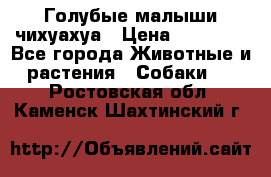 Голубые малыши чихуахуа › Цена ­ 25 000 - Все города Животные и растения » Собаки   . Ростовская обл.,Каменск-Шахтинский г.